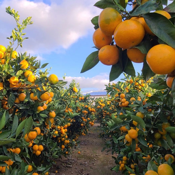 [황금최고] 제주 황금향 2kg 3kg 4kg 5kg  오커