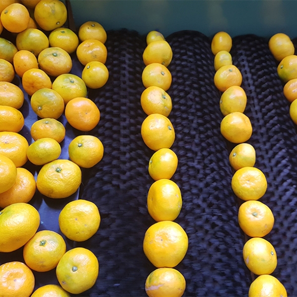 [주말특가] 고당도 타이벡  감귤(푸)