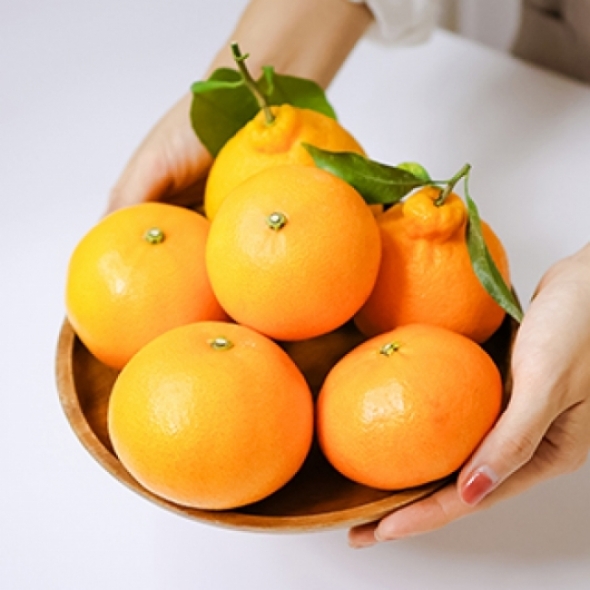 [오커브팜] 제주 한라봉 레드향 천혜향 만감 혼합 선물세트