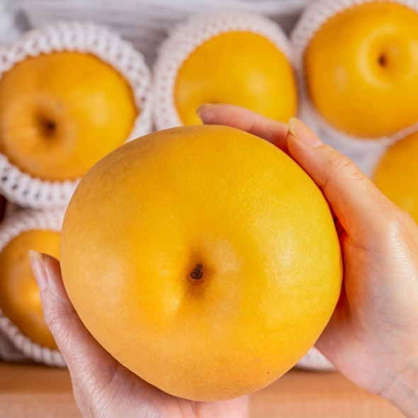 국내산가정용 햇배 불고기양념 가정에서 드시는배 3kg/5kg/7.5kg/15kg