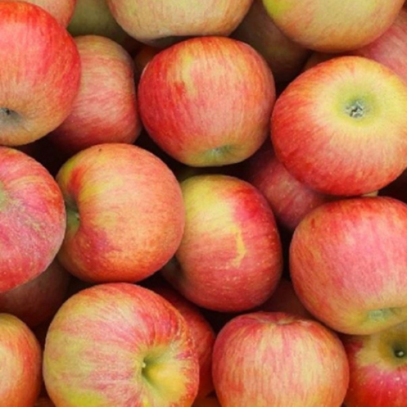 [첫출하/DMZ 철원사과] 고당도 철원사과 부사 [3kg-5kg][소과/중과/대과]