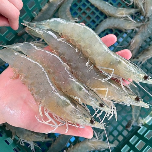 [보름데이] 국내산 제철 흰다리새우 1kg 왕새우 새우철