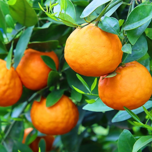  [농장직송] 제주 고당도 카라향 로얄중과 [1.5kg~4.5kg] 