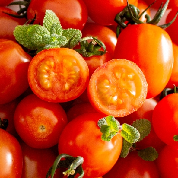 [만원의 행복] [토마브팜] 스테비아 방울 토마토 500g 1팩 2팩 3팩 4팩