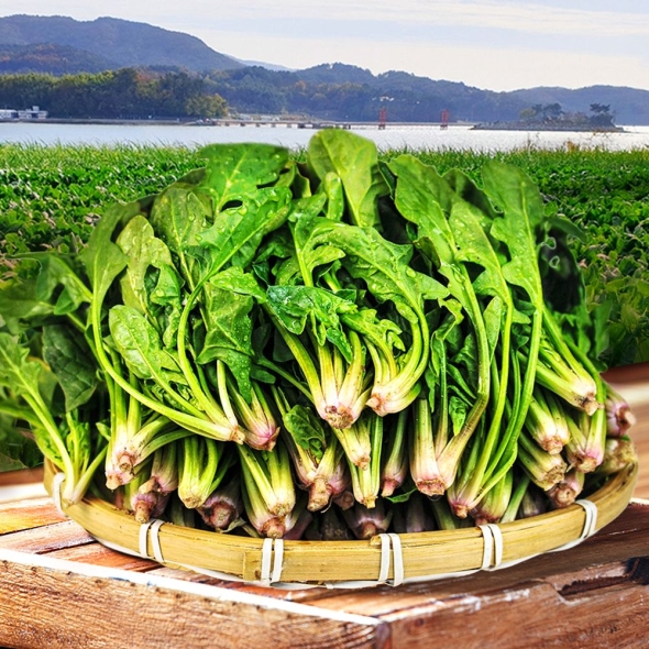 국내산 산지직송 남해 보물초 시금치 500g 외 5종