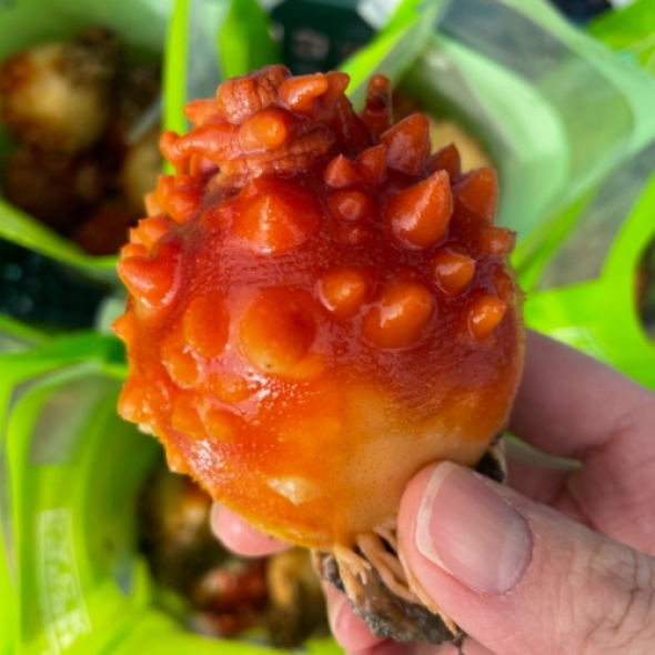 [신한카드 할인]제철 통영 멍게 1kg 손질 세척 깐 멍게 500g 꽃멍게 자연산 돌멍게