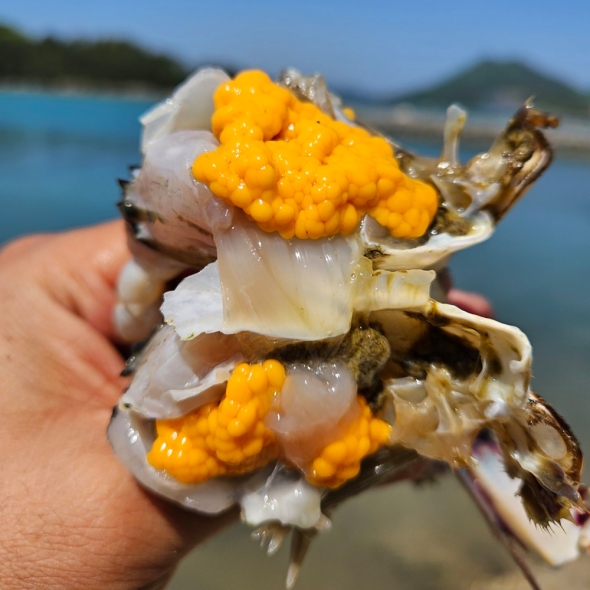  [오커늘푸] 활꽃게 암꽃게 생물 꽃게 1~3kg