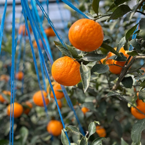 [농장직송] 당도선별_고당도 수라향 [1.5kg-4.5kg]