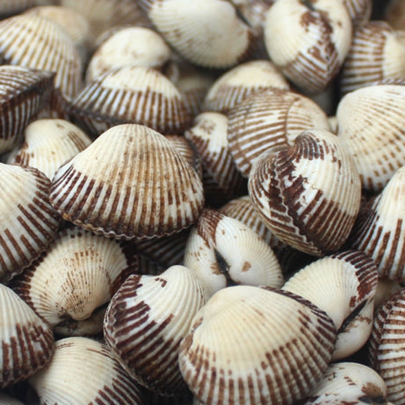 [특별할인] [흙이음] 당일 조업 벌교 세꼬막 1kg~3kg 택1