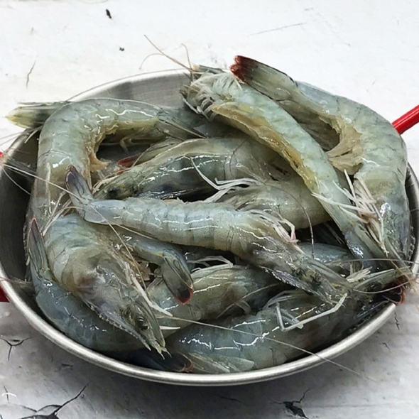 국내산 새우 신안 흰다리새우 500g 20미 내외 생새우 활새우 생물새우 대하
