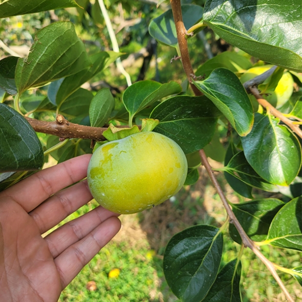 [오커최고] 태추단감 초록 단감 1~4kg 최고