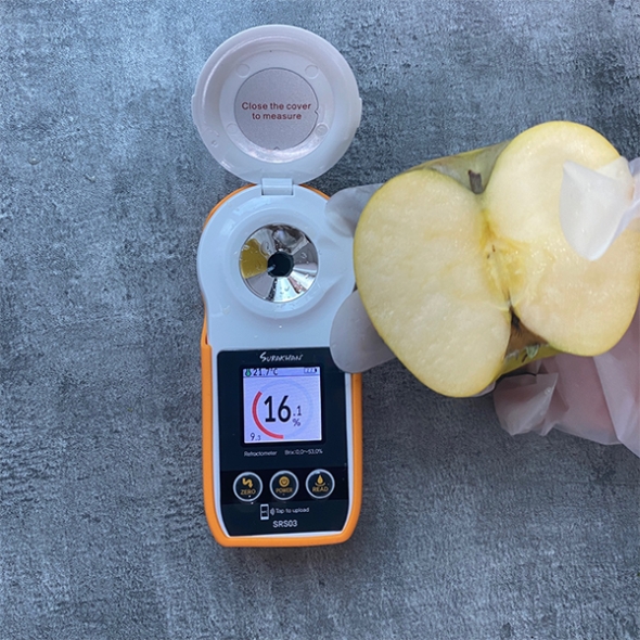 [오커캄스] 황금빛 시나노 골드 사과 2kg 3kg