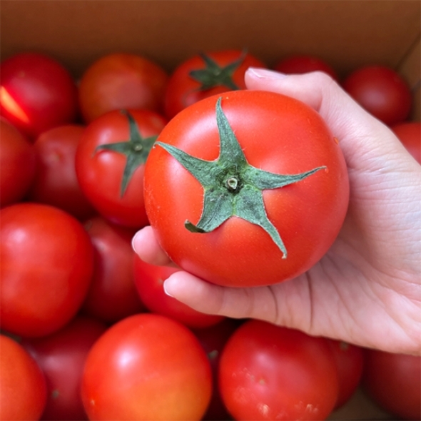 [오커캄스] 완숙 토마토 2kg 3kg 5kg 1~3번