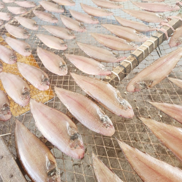 자연산 반건조 박대 2미 (1팩) (손질 후 크기 40cm 내외) 해풍건조 기니