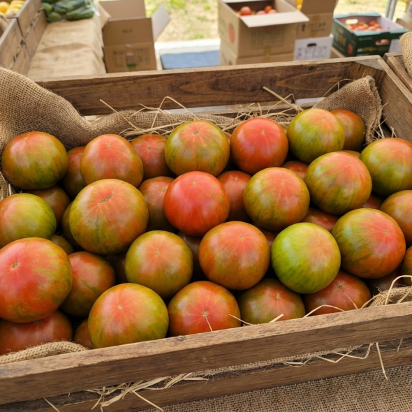 [부산대저토마토] 단짠단짠 대저토마토 특품 2.5kg (M~2L)