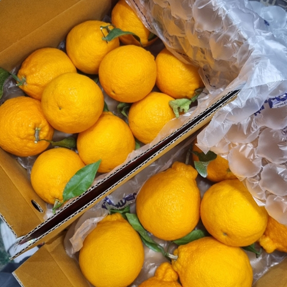 [오커마니] 제주 한라봉 봉봉 한라봉 2kg 3kg 5kg