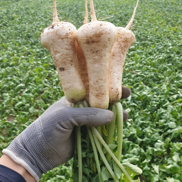 자연의 선물  강원도  알타리무(푸)