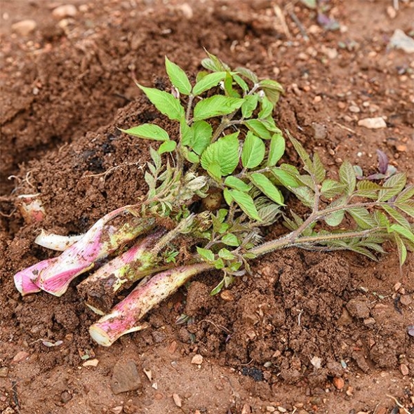 [보름데이] 국내산 참두릅(푸)