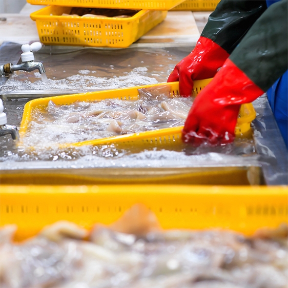 프리미엄 손질오징어(푸)