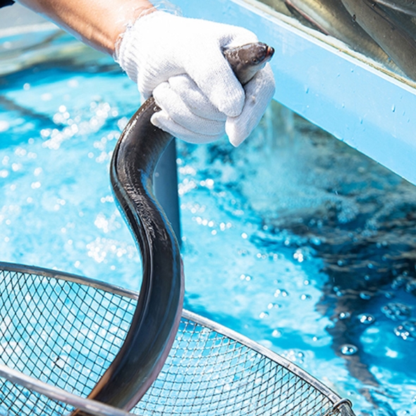[신한카드 할인][흙이음] 고창 자포니카 민물장어 700g 내외 + 소스2개/초생강1개 증정