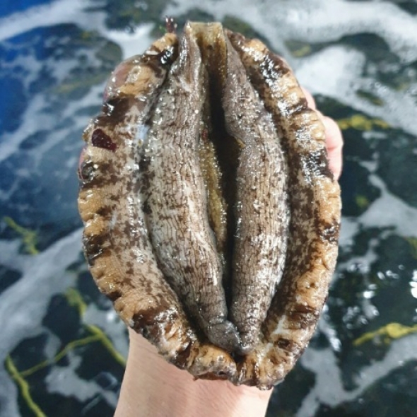 완도 최고급 전복 8-9미 1kg