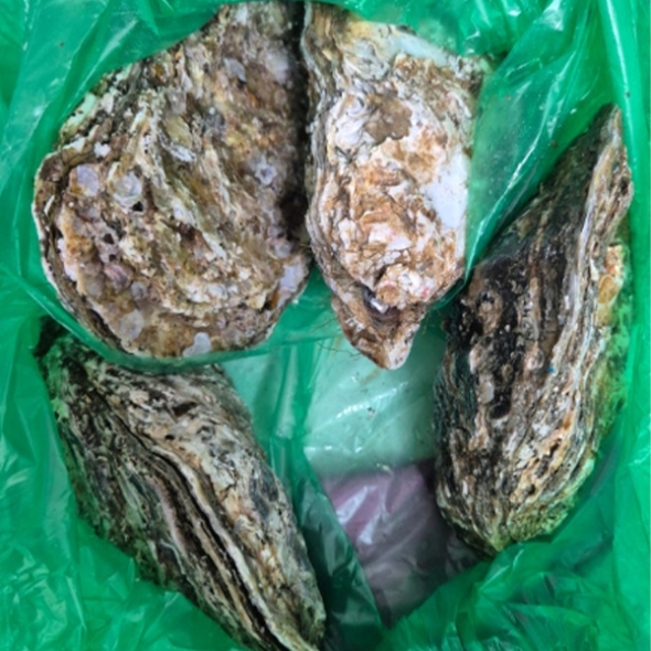 [제철수산물]삼배체굴(최)