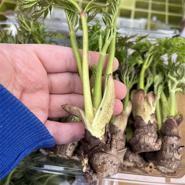 [보름데이] 국내산 참두릅(푸)