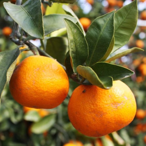 [만원의 행복] [제주감귤농협] 노지감귤 [2.5kg-4.5kg]