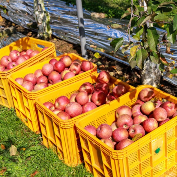 [주말특가]사과최고 달콤아삭 부사 사과 가정용 소과 중과 대과 혼합 