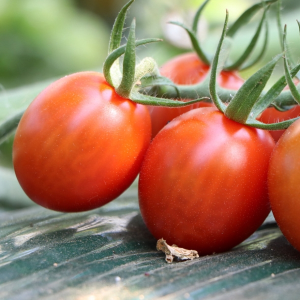 [농협] 대추방울토마토 2kg(1~3번과)중 랜덤발송