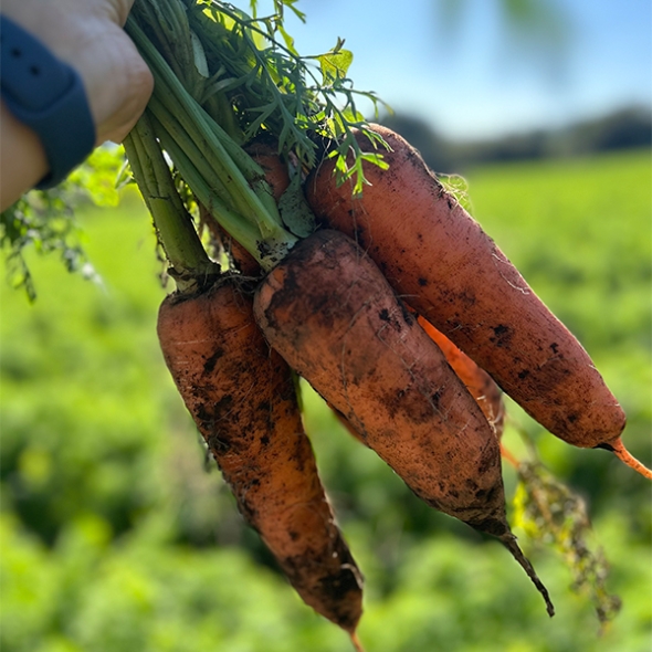 황금빛 보물  제주 구좌 세척 당근