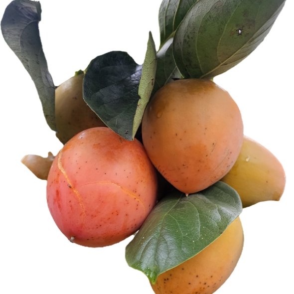 달콤한 대봉감말랭이