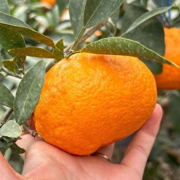 [농장직송] 당도선별_고당도 수라향 [1.5kg-4.5kg]