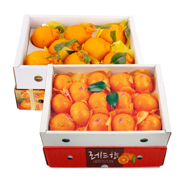 [제주향기] 탐나는 제주만감 2종묶음세트(한라봉3kg10-12과+레드향3kg13-15과)