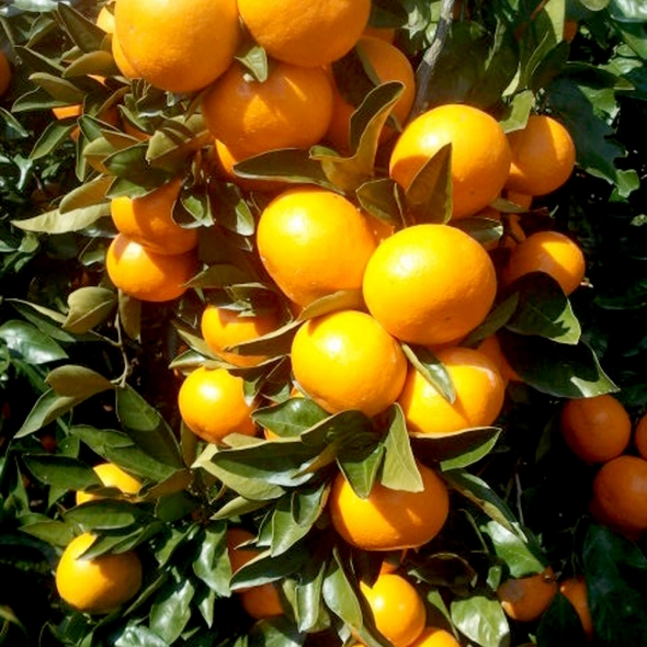 [부엌애] 제주  당일선별 하우스 타이벡농법 감귤 로얄과(S-M) 3kg