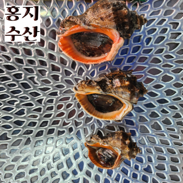 홍지수산 참소라  달달한 인생소라1kg 