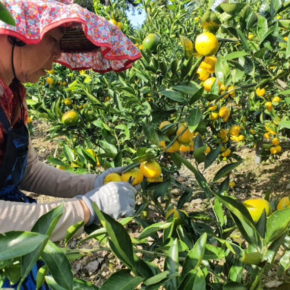 [산지직송/첫수확] 신선한_고당도 유라 조생감귤 [2kg/5kg]