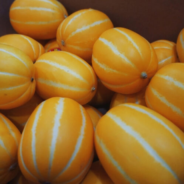 [성주참외/당도선별] 성주_꿀뚝뚝 참외 [1kg-5kg]