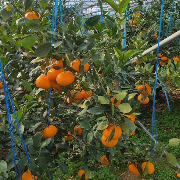 [오커마니] 제주 레드향 과즙 팡 하우스 레드향 일반포장