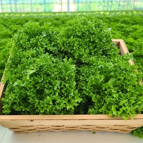 [만원의 행복]  GAP 인증 유러피안샐러드(푸)