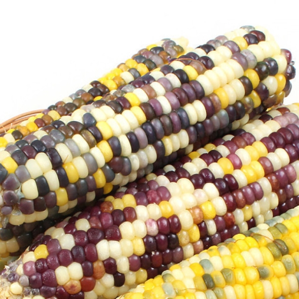 [자연속애] 중국산 냉동 찐 얼룩이 찰옥수수 10개/20개/25개/45개(특16-18cm내외)