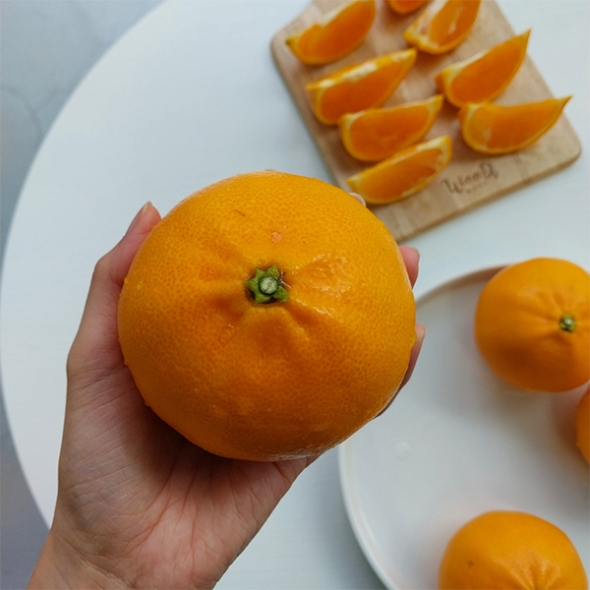 [오커캄스] 제주 천혜향 천리가는 천혜향 2kg 3kg 5kg