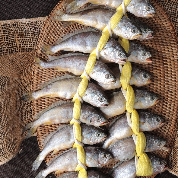 굴비 영광 법성포 굴비 선물세트 가정용 진공포장 엮걸이포장