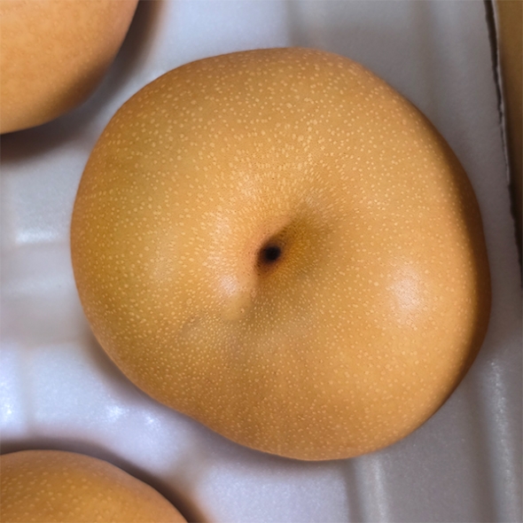 [주말특가] 아삭하고 시원한 나주배