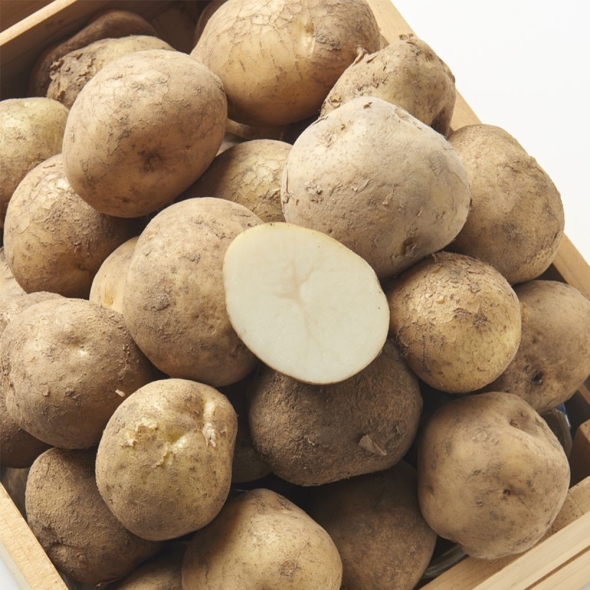 [제주] 국내산 산지직송 제주감자 대/특(4.5kg/9kg)
