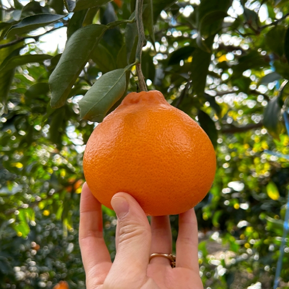 [선물세트] 천혜향 실속,고급 선물세트