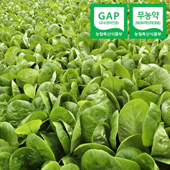 [자연속애] GAP 무농약 유러피안 샐러드 800g/1kg (3~6종/랜덤) 당일수확출고