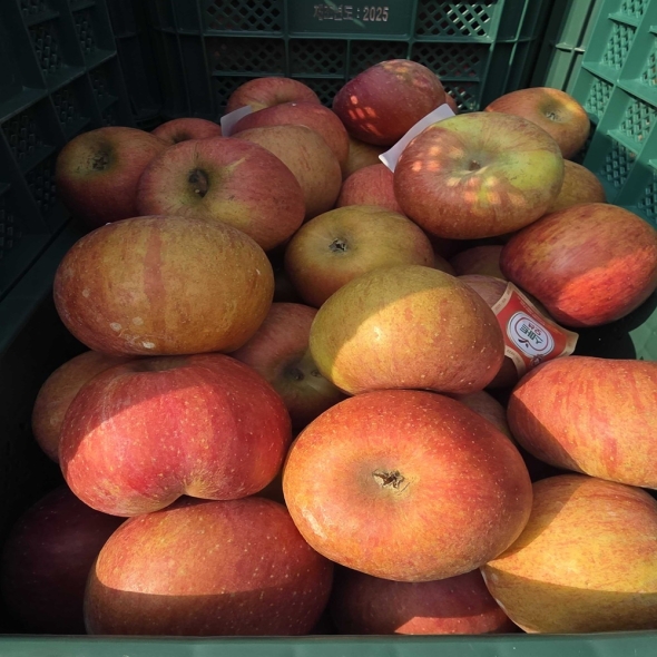 아삭 달콤한 가정용 부사사과 2kg/3kg/4kg/5kg