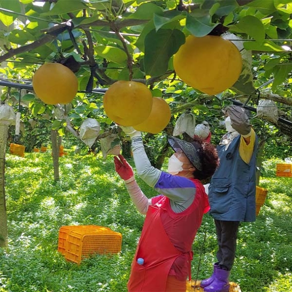 [신한카드 할인] [GAP] 프리미엄 나주 배 (25년 수확 신고배)