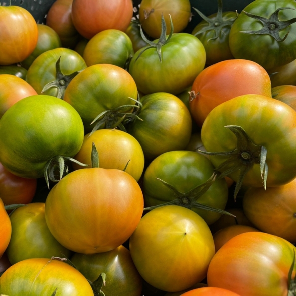 [형원농장] (일반) 대저토마토 2.5kg S-2S사이즈 (30-40과)